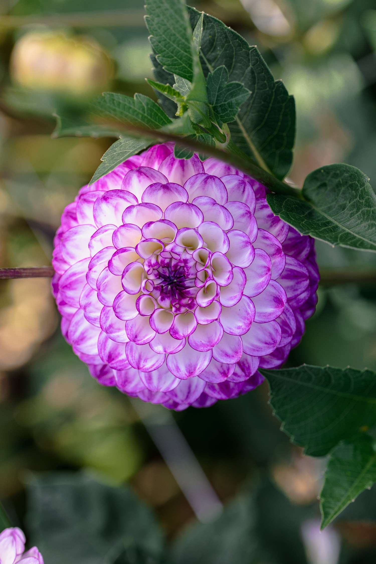 Dahlia 'Dreaming Maid'